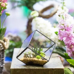 Handmade 10cm Inclined Cube Vase Glass Geometric Terrarium Tabletop Flowerpot For Garden Succulents 15 Handmade 10cm Inclined Cube Vase Glass Geometric Terrarium Tabletop Flowerpot For Garden Succulents -Ncyp Garden Store product image 739086380
