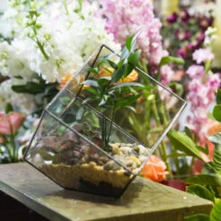 Handmade Cube Black Glass Geometric Terrarium Container For Moss Fen Succulents 22 Handmade Cube Black Glass Geometric Terrarium Container For Moss Fen Succulents -Ncyp Garden Store product image 857903357