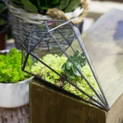 Handmade Long Diamond Glass Geometric Terrarium For Succulent Airplants Cacti Moss 24 Handmade Long Diamond Glass Geometric Terrarium For Succulent Airplants Cacti Moss -Ncyp Garden Store product image 988840436