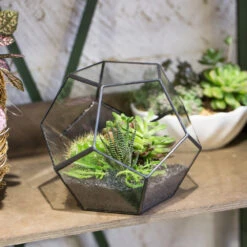 Handmade Tabletop Polyhedron Glass Geometric Terrarium For Succulent Fern Moss Air Plant 29 Handmade Tabletop Polyhedron Glass Geometric Terrarium For Succulent Fern Moss Air Plant -Ncyp Garden Store product image 993337420